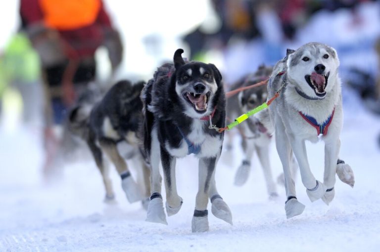 Only the best mushers participate in the Finnmarksløpet © Casper Tybjerg