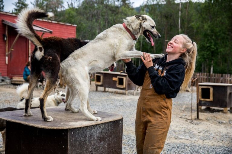 Huskies at Trasti and Trine in Alta © Sara Johannessen