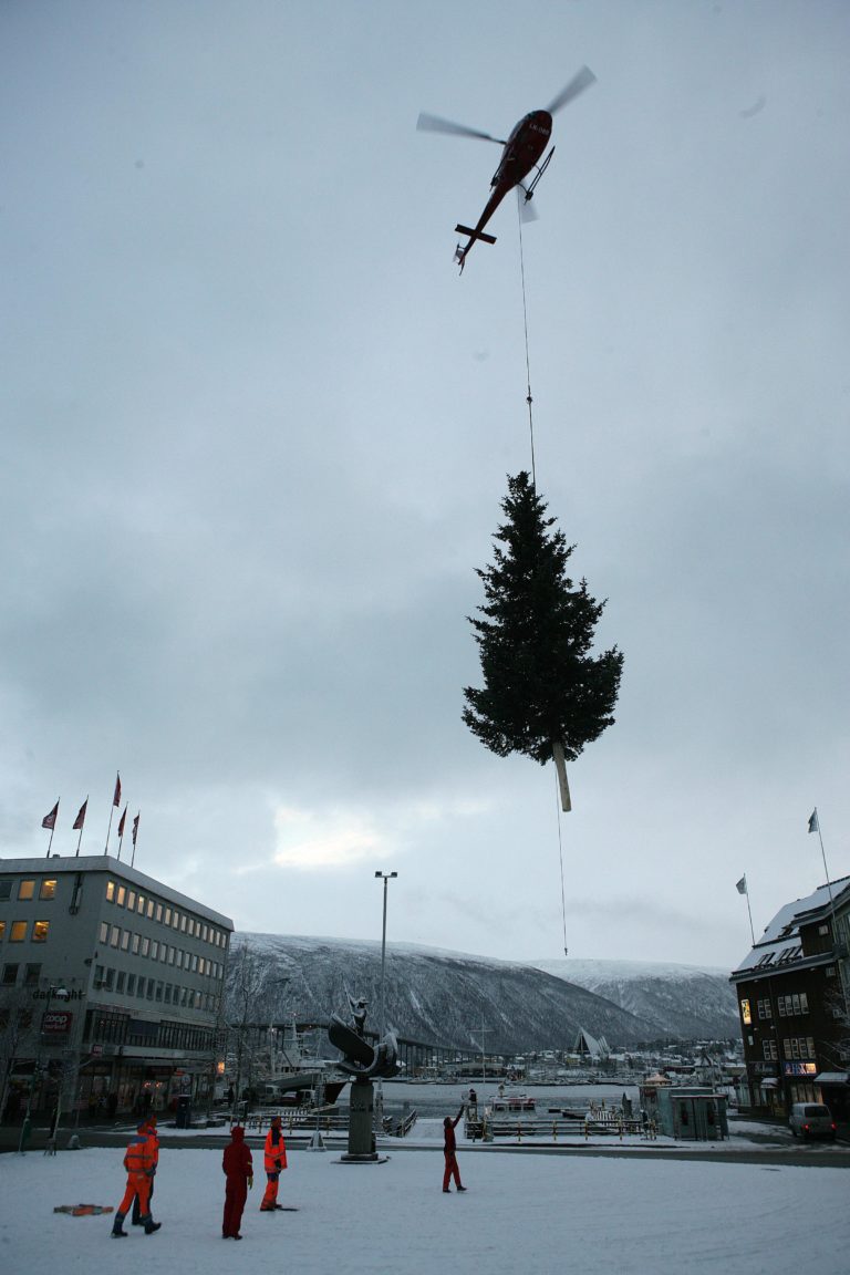 But first it must be felled. This tree was donated by a retiree in Tromsø – probably happy to see it go. © Yngve Olsen Sæbbe