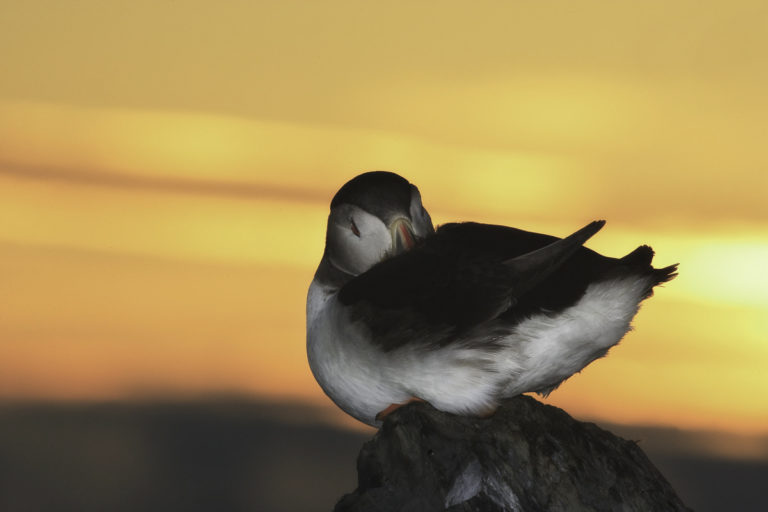 A puffin getting clean around midnight © Ole Jørgen Liodden/nordnorge.com