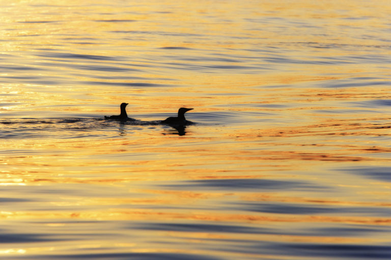 Guillemots at midnight © Ole Jørgen Liodden/nordnorge.com