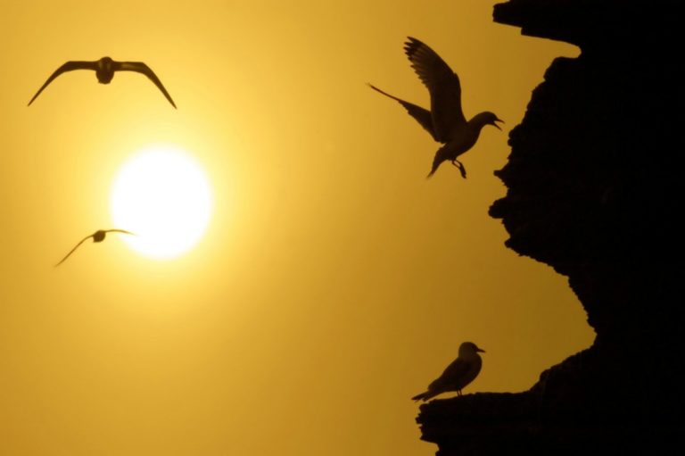 Kittiwakes in the midnight sun © Bjarne Riesto riesto.no /www.nordnorge.com