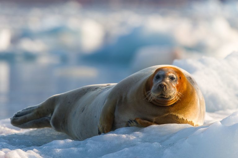 It is common to see wildlife during your trip / visit to Isfjord radio © Kirsti Ikonen