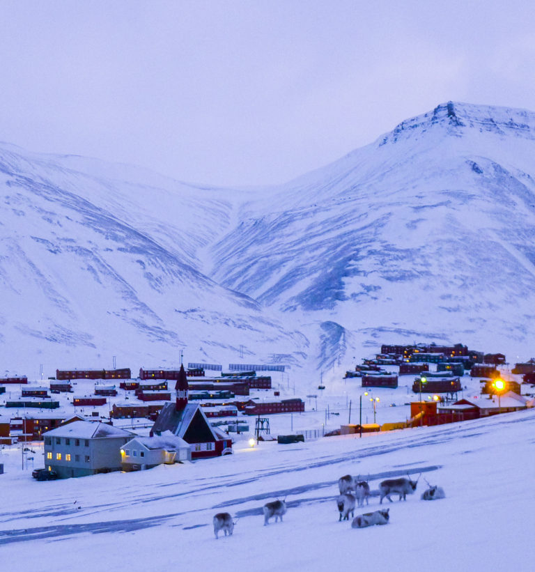 A late February midday with Svalbard reindeer in the foreground that often wander around the cetre and are not scared of humans © William Copeland