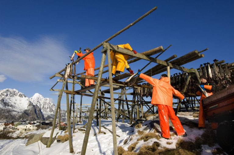 The fish racks being filled up © Terje Rakke/Nordic Life