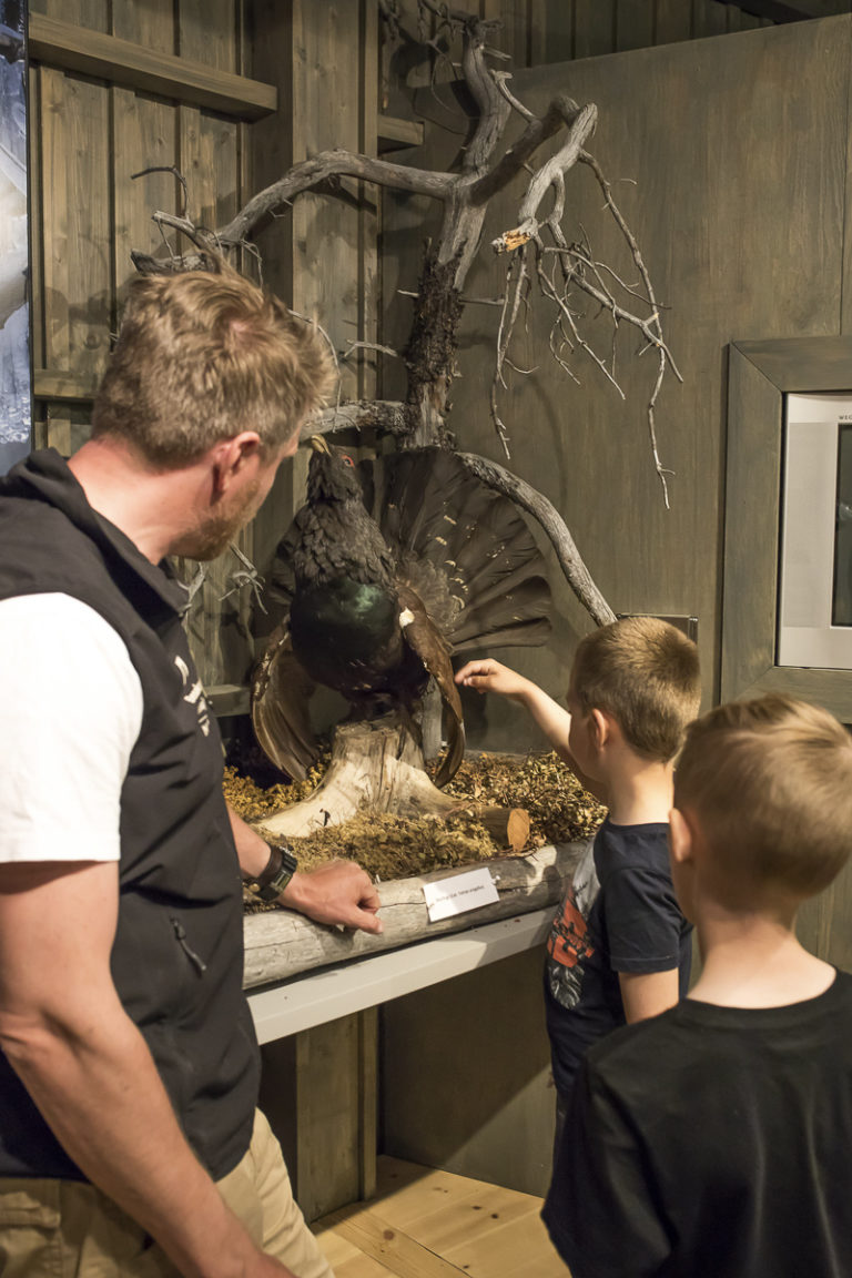 Have to touch the capercaillie © Katrine Sørgård
