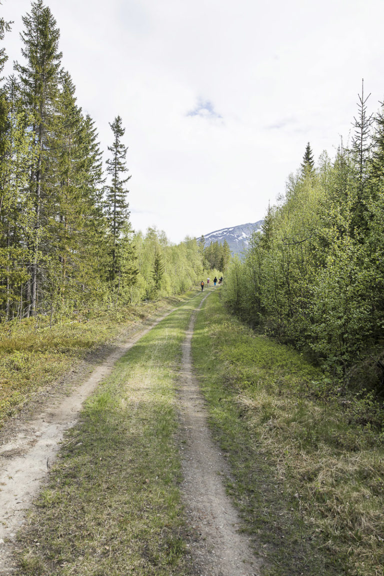 Through the forest up to the mountain © Katrine Sørgård