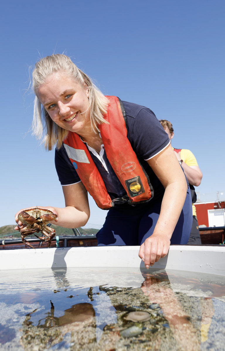 Loads of crabs in the shallow waters around Brønnøysund © Kathrine Sørgård
