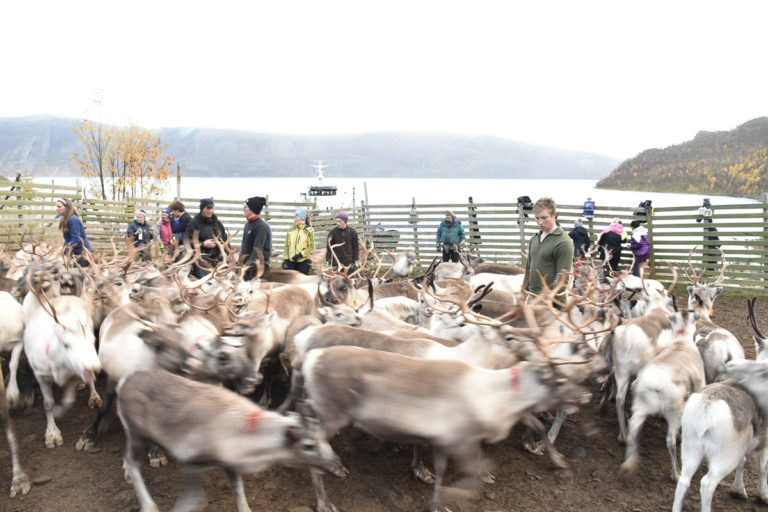 The whole family is on their feet during the spring migration. In the background the navy landgang vessel used to transport the reindeer back to the mainland © Marit Helene Eira
