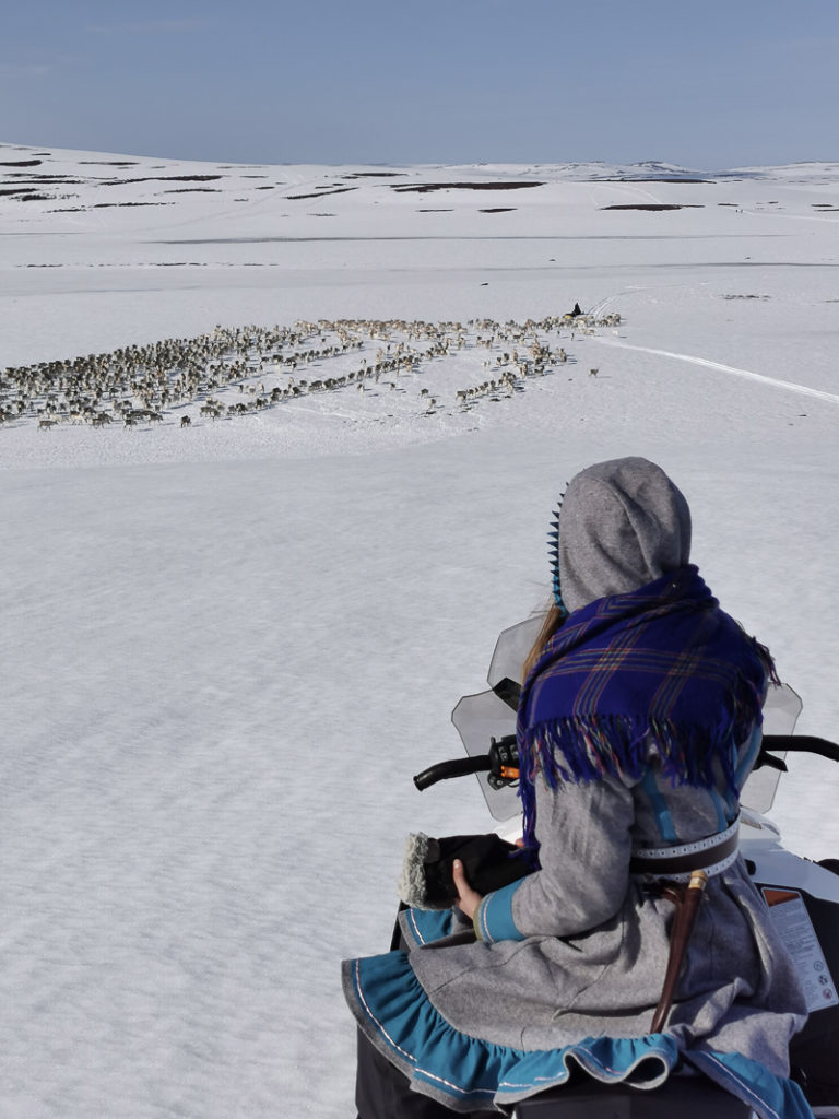 Spring is here, despite all the snow, and the reindeer are heading towards the coast © Marit Helene Eira