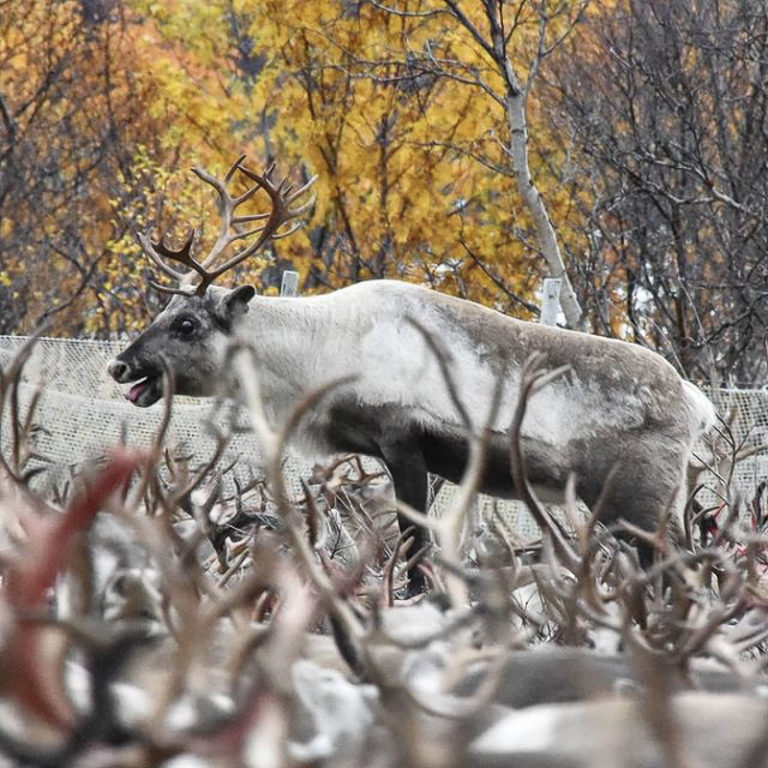 The reindeer are gathered together in the autumn. Some are going to the inland winter grazing lands, others are going somewhere else.. © Marit Helene Eira