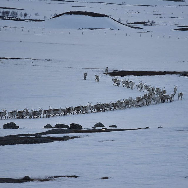 Much of the spring migration happens in the evening or at night, because the reindeer can walk on the icy crust formed by the night frost © Marit Helene Eira