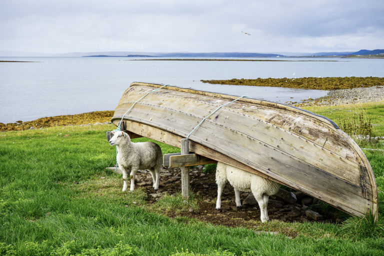 Sheep and wooden boats are part of a continuous use of Mortensnes over 10 000 years © Katelin Pell