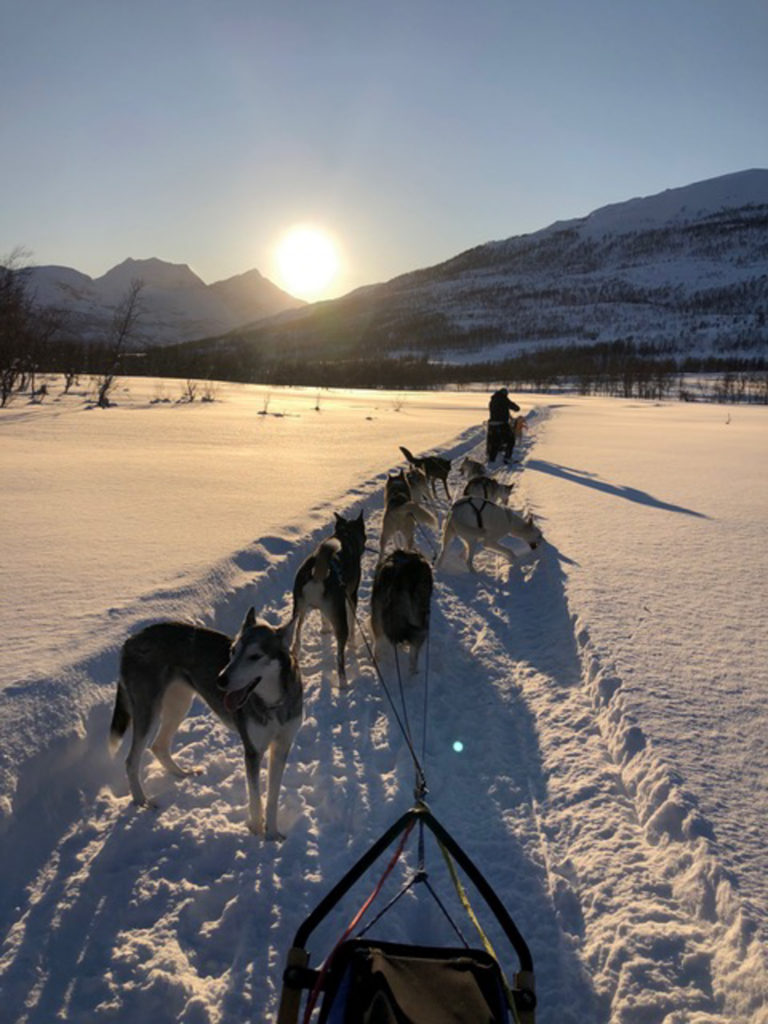 Hundeschlittenfahren im goldenen Licht nach der Wiederkehr der Sonne © Arctic Guide & Visit