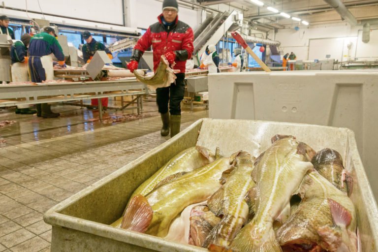 Skrei, Norwegian Arctic cod, during the winter fishing © Reiner Schaufler