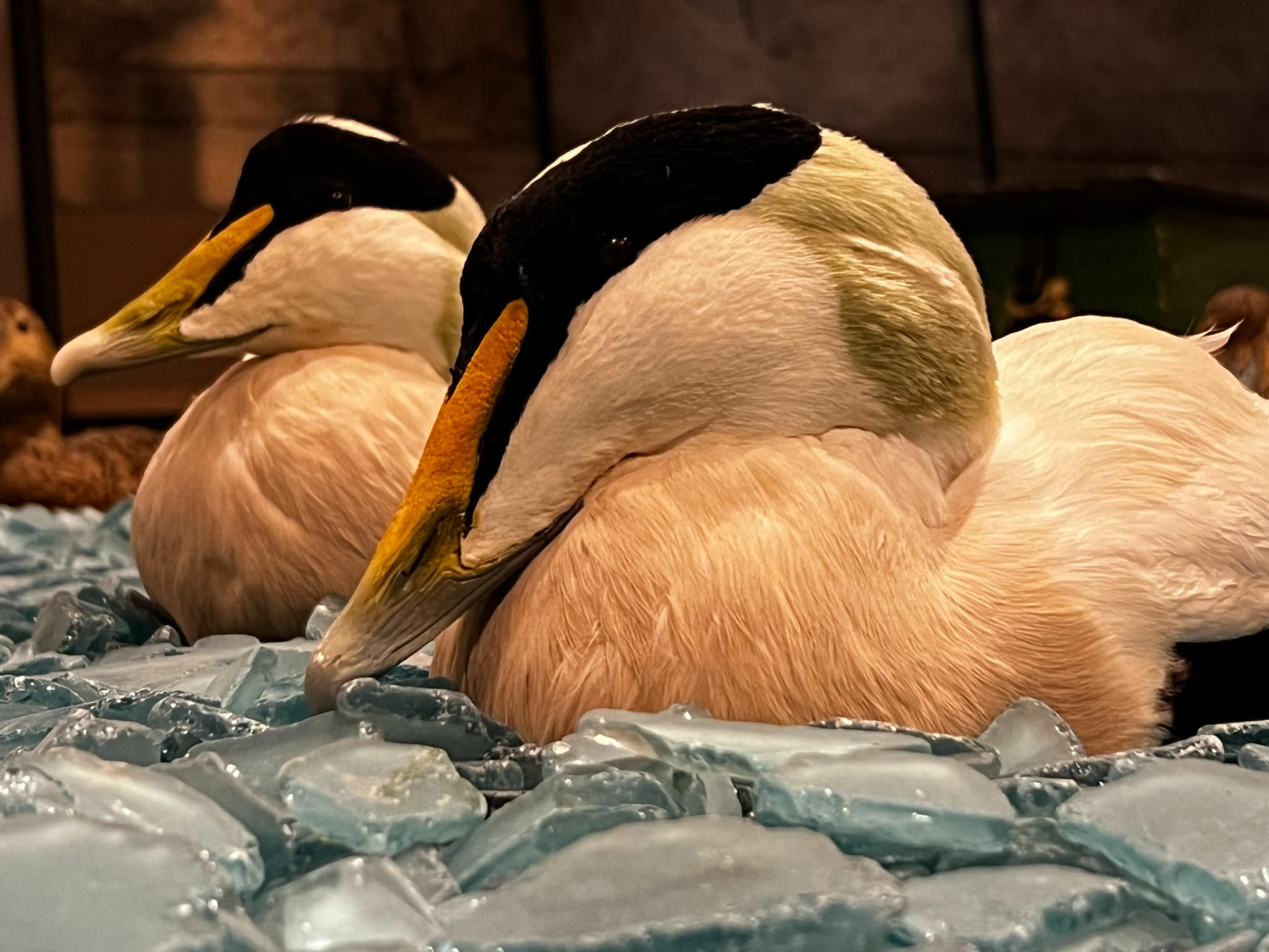 Male eider ducks. Gathering down for duvets was a valuable extra income for trappers a hundre years ago © Hege Anita Eilertsen/ Svalbard museum