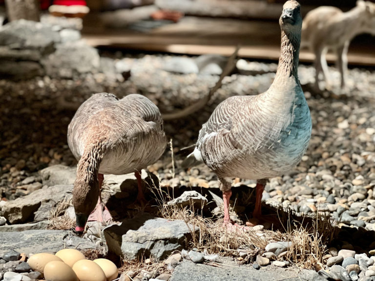 Pink-footed geese on the tundra © Hege Anita Eilertsen/ Svalbard Museum