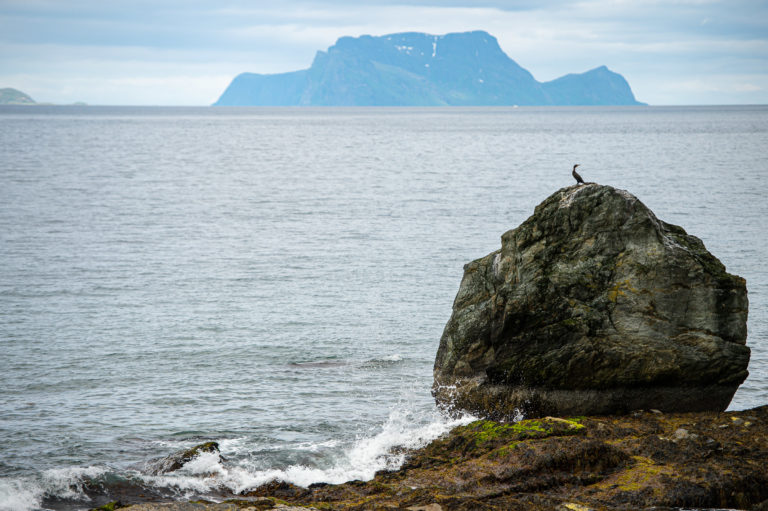 A cormorant on the outermost point. Island of Nord-Fugløy afar © Lars Åke Andersen