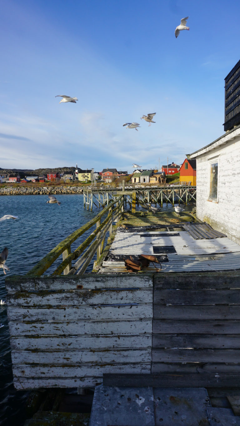 The seagulls are with us in Bugøynes © Knut Hansvold