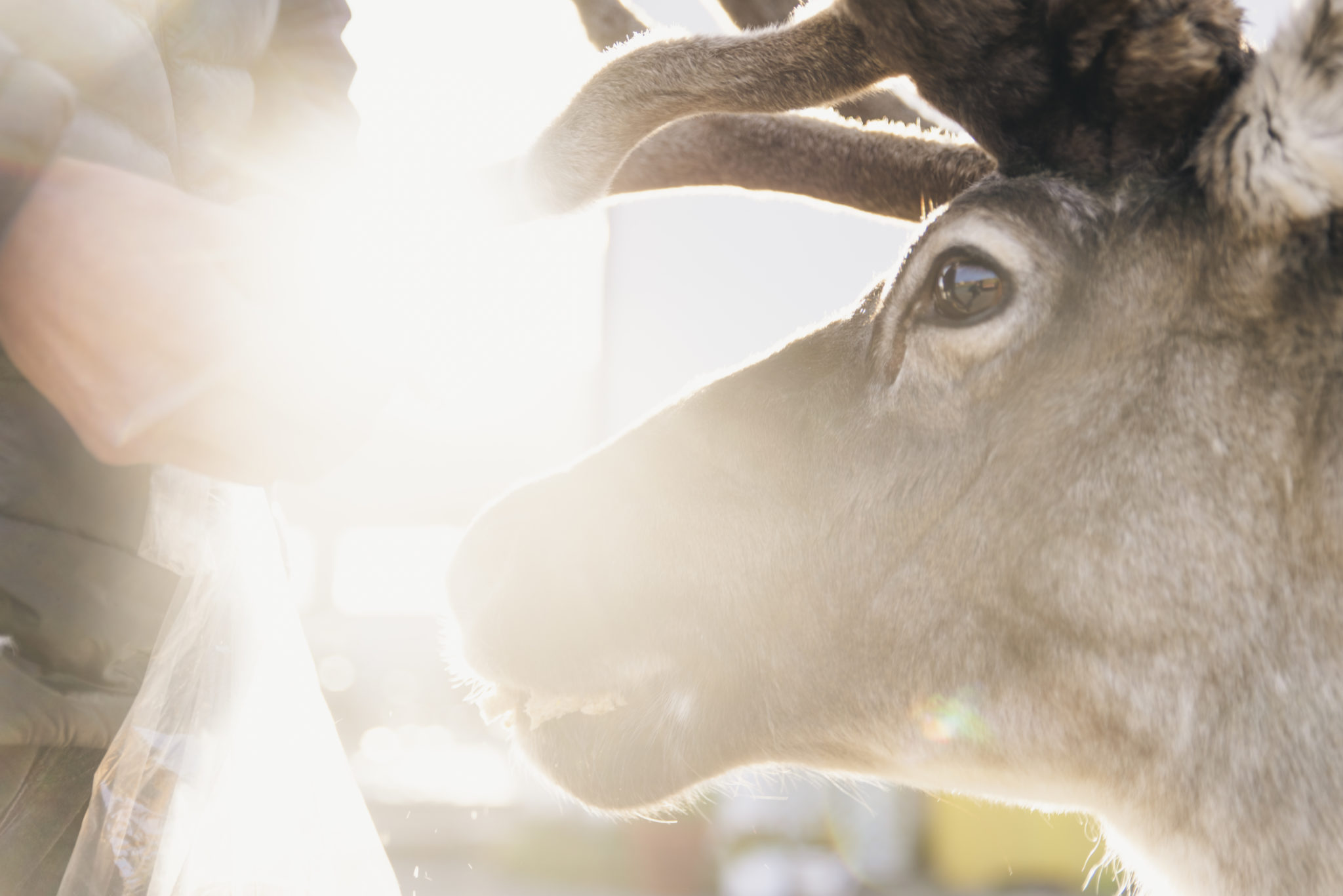 Reindeer is the real locals of the North, and a common sight when traveling to there northernmost part of Norway. © Marie Nystad