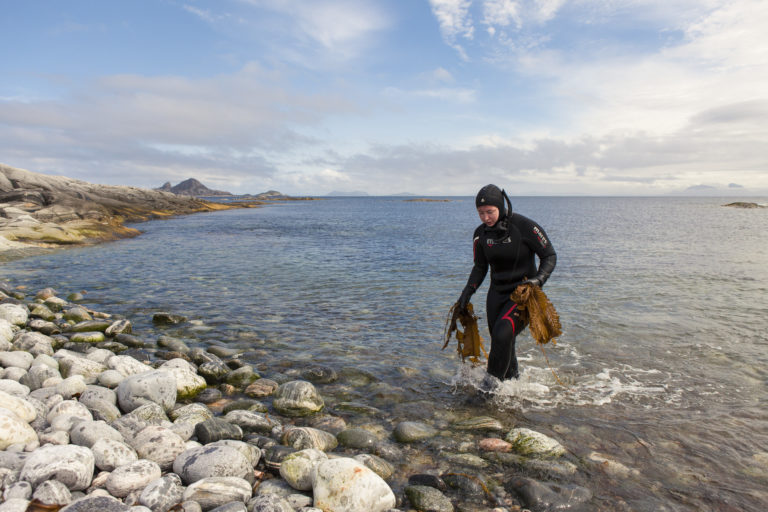 Diver with Winged kelp at Træna. Photo: Northern Company