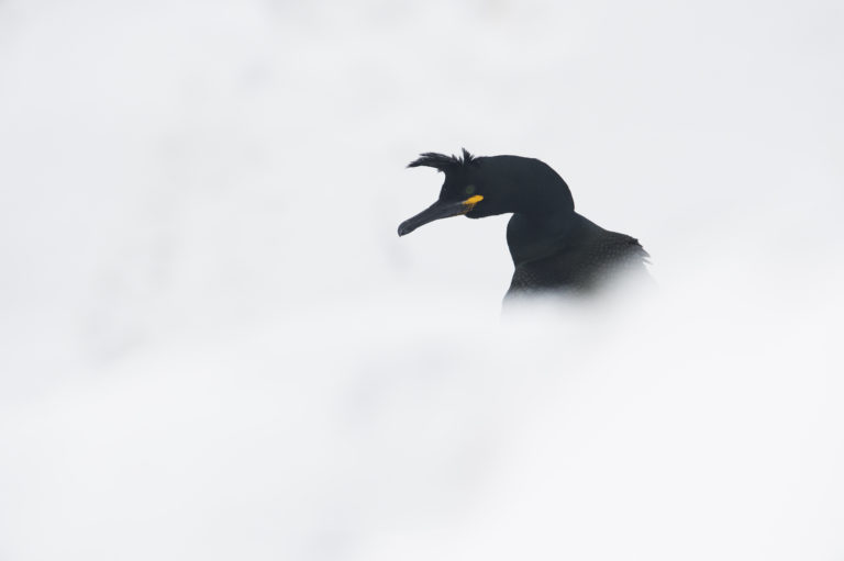 Common shag (Gulosus aristotelis) at Hornøya. Photo: Roy Magersnes / nordnorge.com