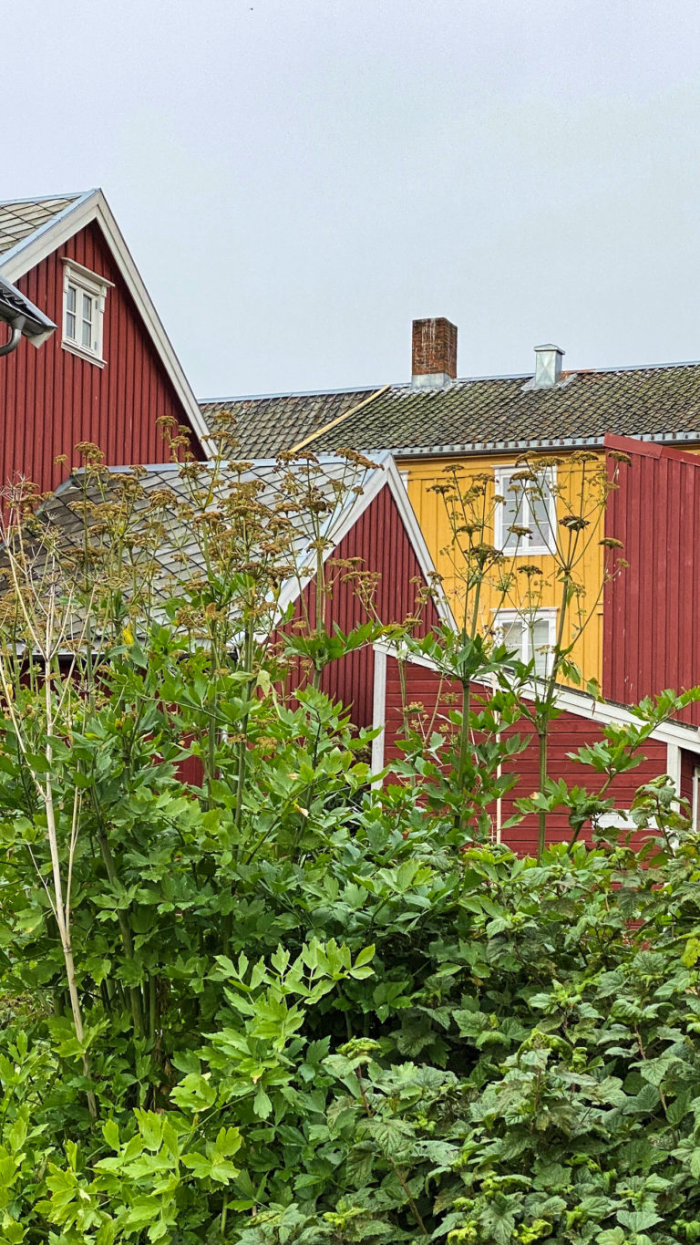 Weeds and houses in rust red and ochre between Skansen and Verftsgata, north in Tromsø's city centre © Knut Hansvold