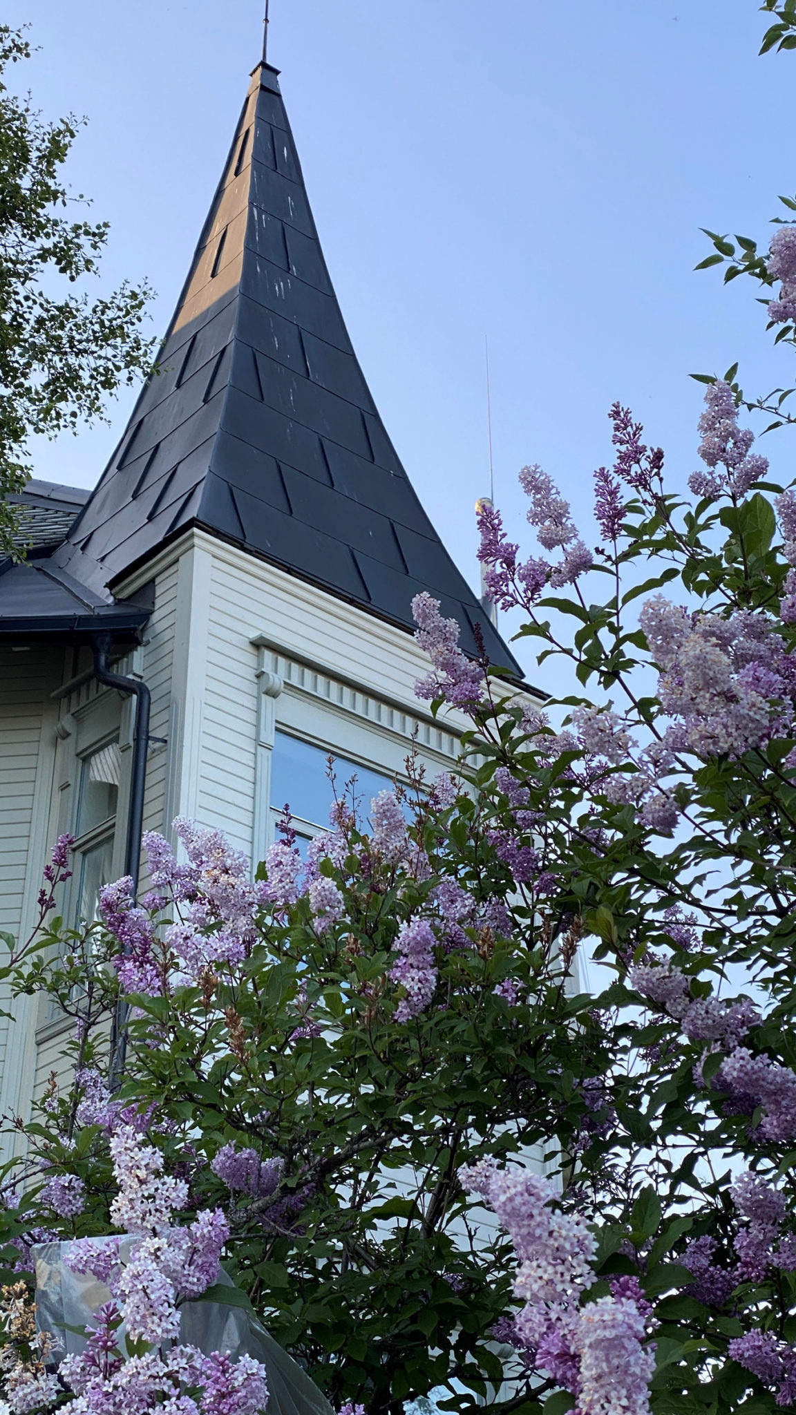 Lilacs bloom in front of Villa Kostersitz in late June © Knut Hansvold