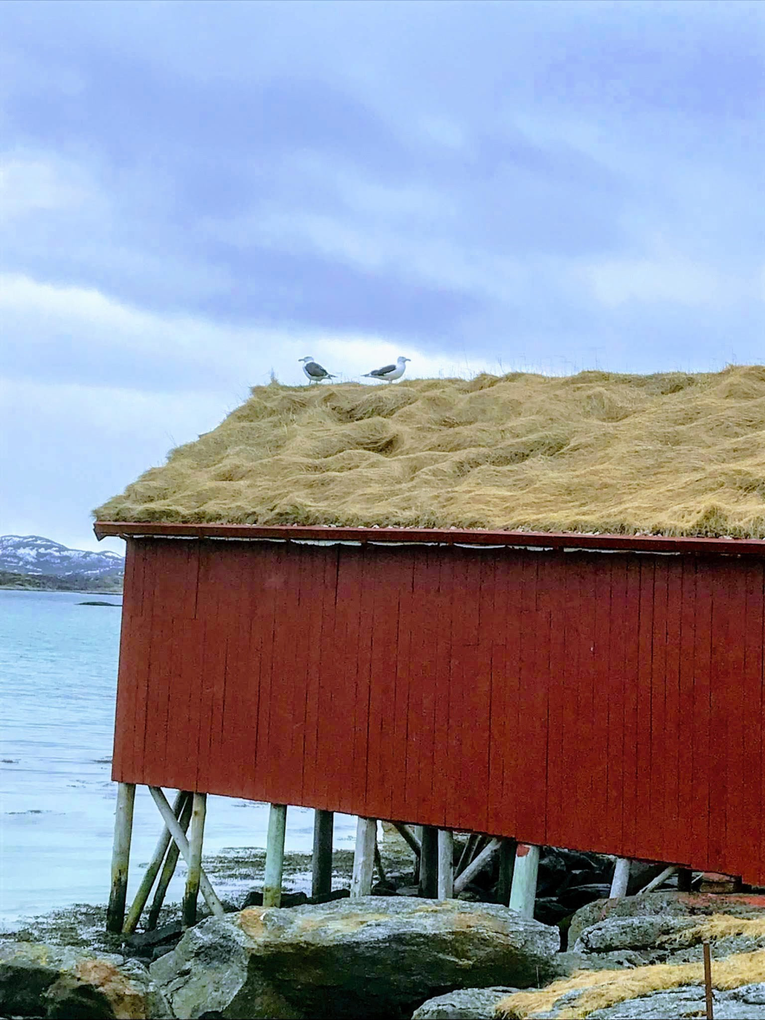 Boathouses and seagulls – a walk on Hillesøya near Sommarøy brings that coastal feeling © Knut Hansvold