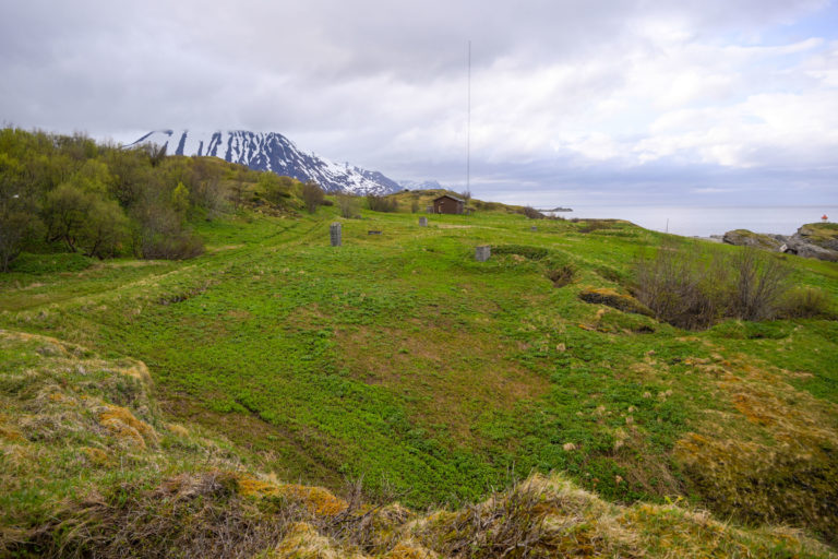 Lush early summer grass down by the sea at Engnes – with walls and gun emplacements hiding among the lady's mantle © Knut Hansvold