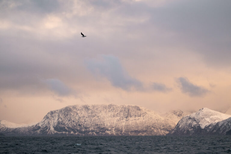 The winter light moves from black and white into a muted peach