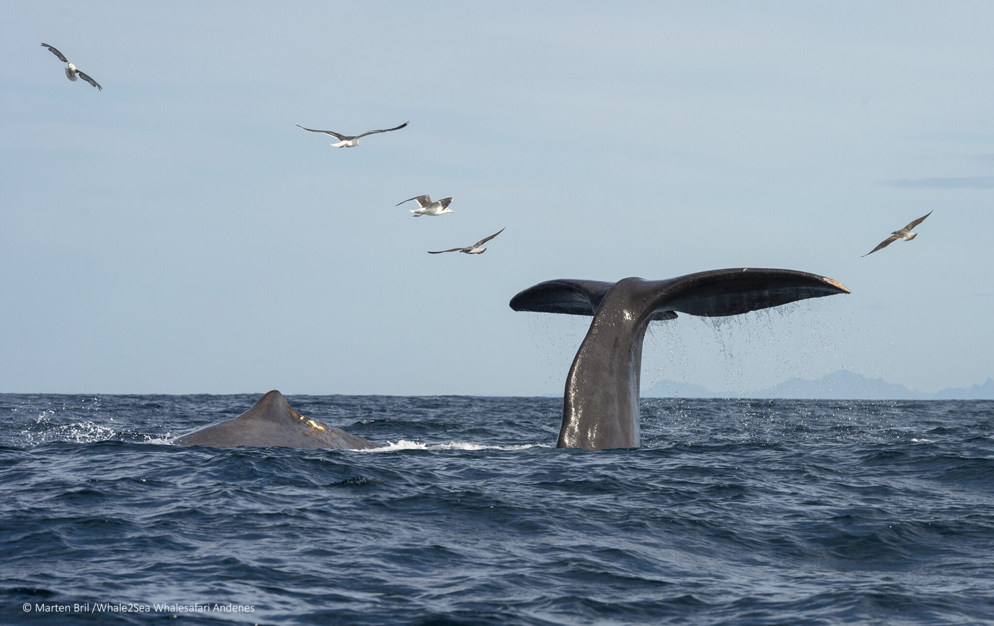 Hvalsafari- og forskning på spermhval. Foto: Marten Bril / Whale2Sea