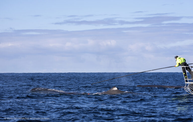 Tagging av spermhval. Foto: Marten Bril / Whale2Sea