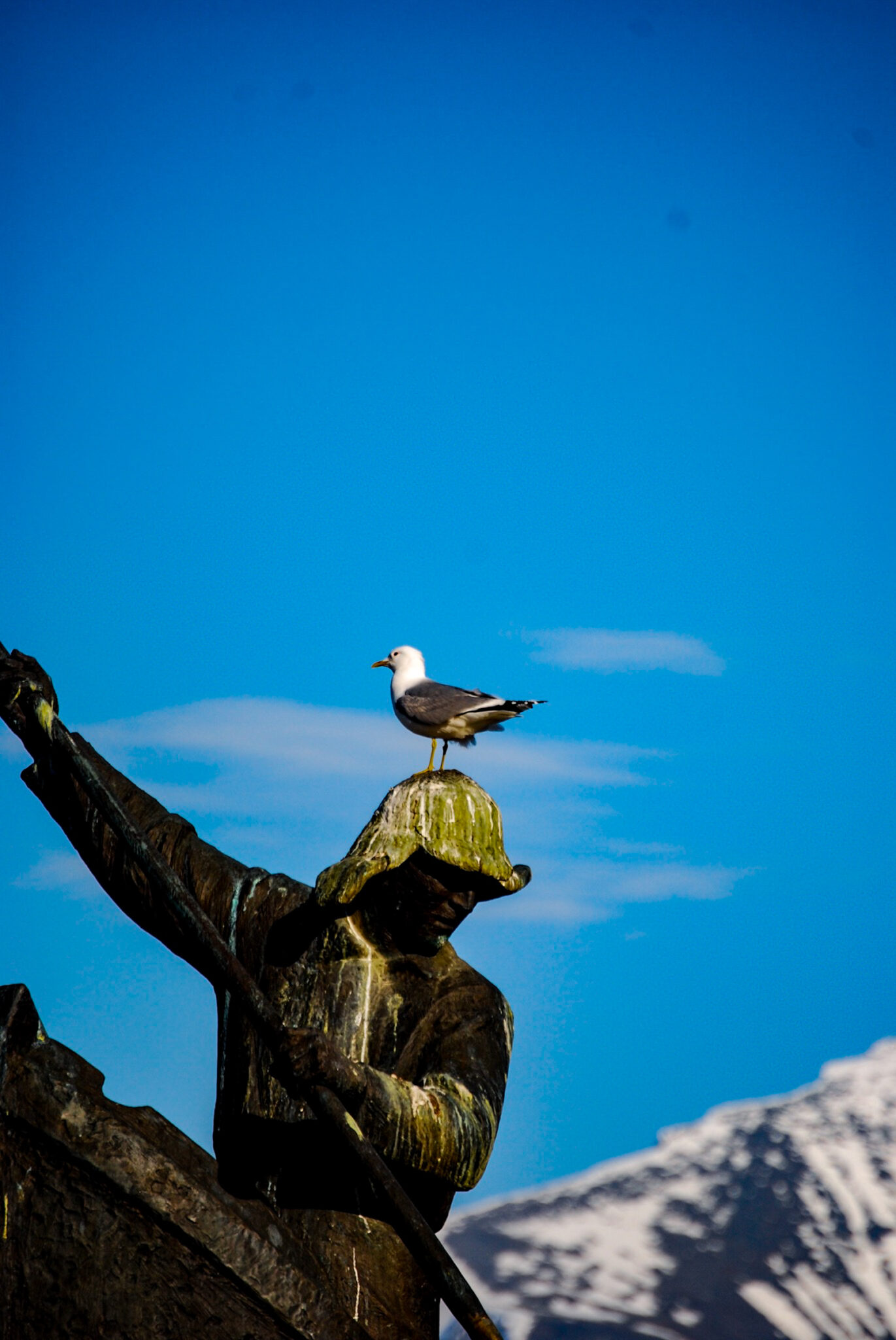 Fishermen and Trappers Monument on Tromsø’s main square has, since 1984, served generations of European herring gull as a shared resting place – and, at times, a place of… quiet relief © Knut Hansvold / Arctic Norway