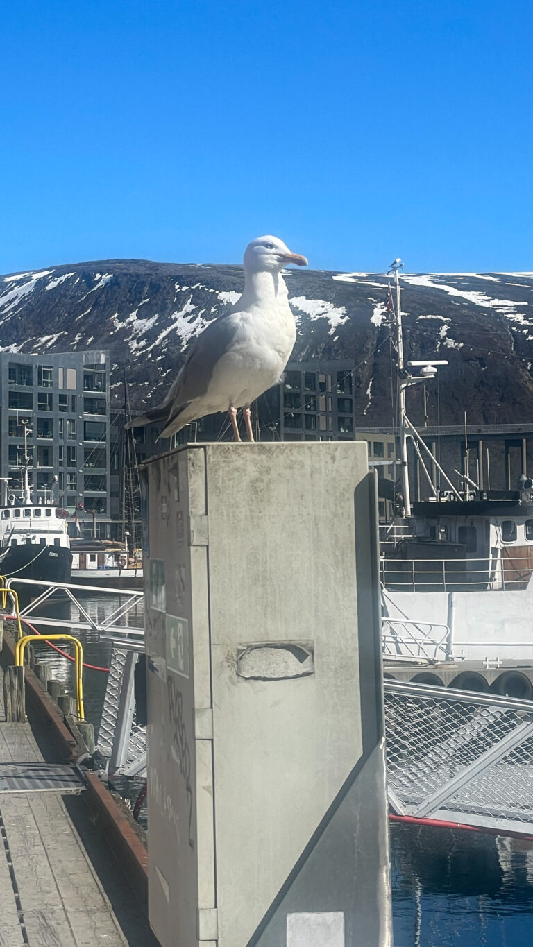 A watchful European herring gull in Tromsø’s Inner Harbour, likely keeping in touch with its rooftop neighbours © Knut Hansvold / Arctic Norway