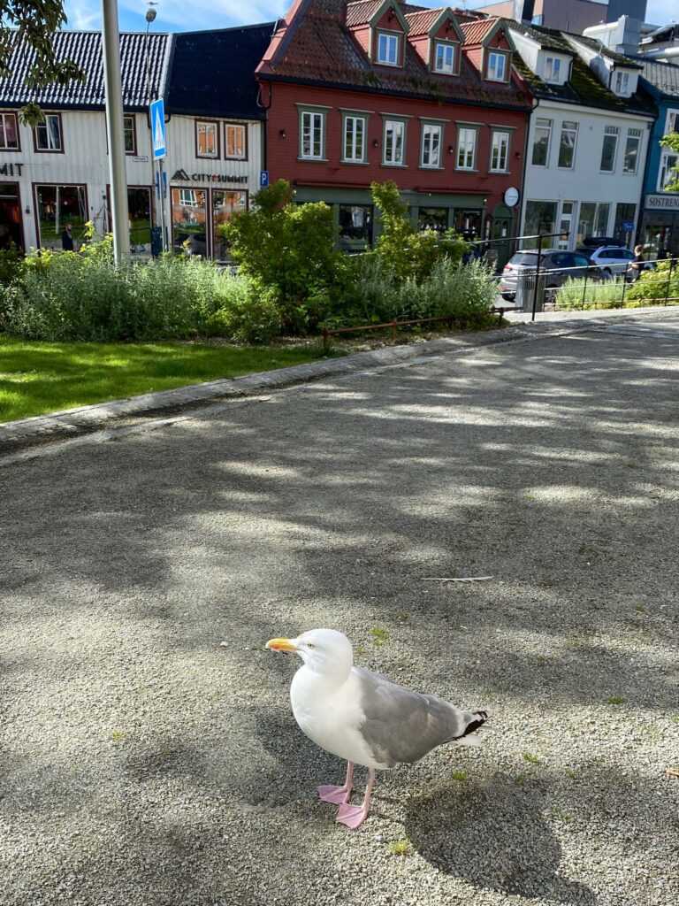 A curious European herring gull joined us when our office took lunch outside on a fine summer day. Not feeding the gulls is highly practical – take our word for it © Knut Hansvold / Arctic Norway