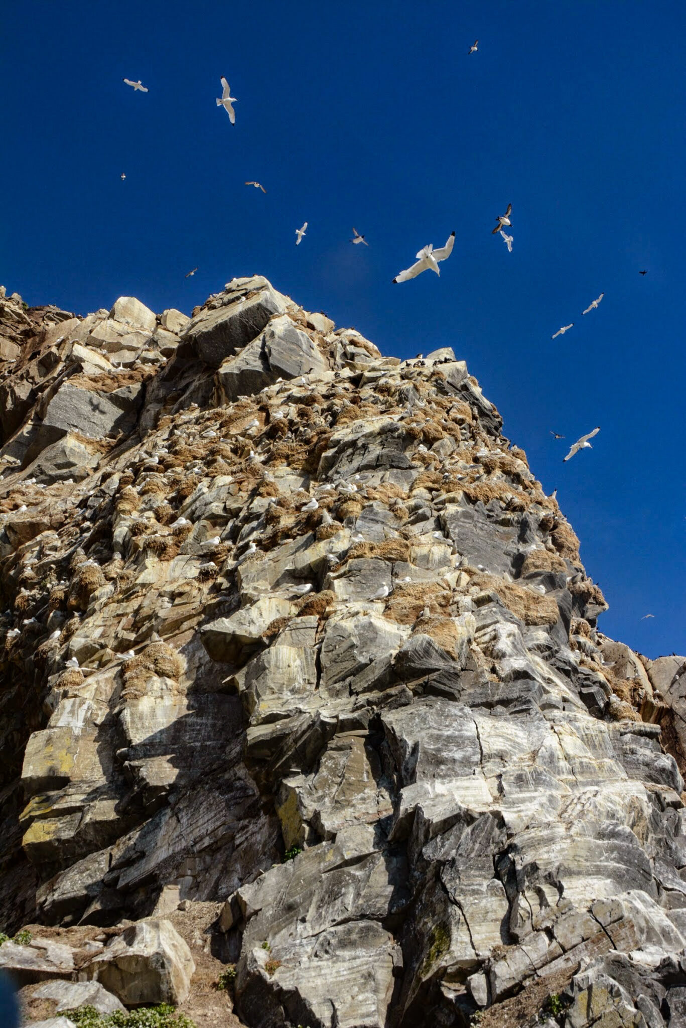 Photographed on Hornøya – Norway’s easternmost point – in 2014, with black-legged kittiwake crowding the narrow ledges. Today, the population is greatly reduced © Knut Hansvold / Arctic Norway