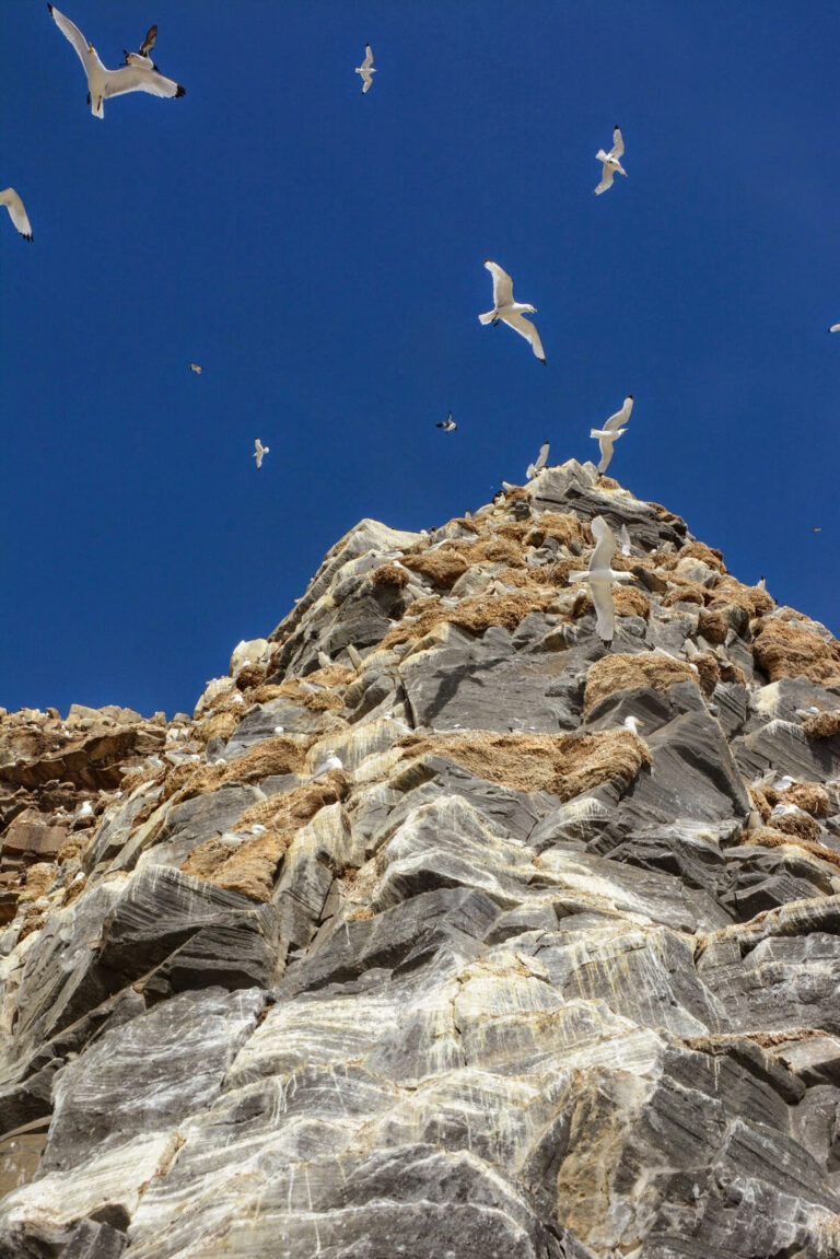 Stronger together – the black-legged kittiwake is a colonial seabird that seeks company. As numbers decline, they become more vulnerable to attacks from white-tailed eagles, crows and ravens © Knut Hansvold / Arctic Norway