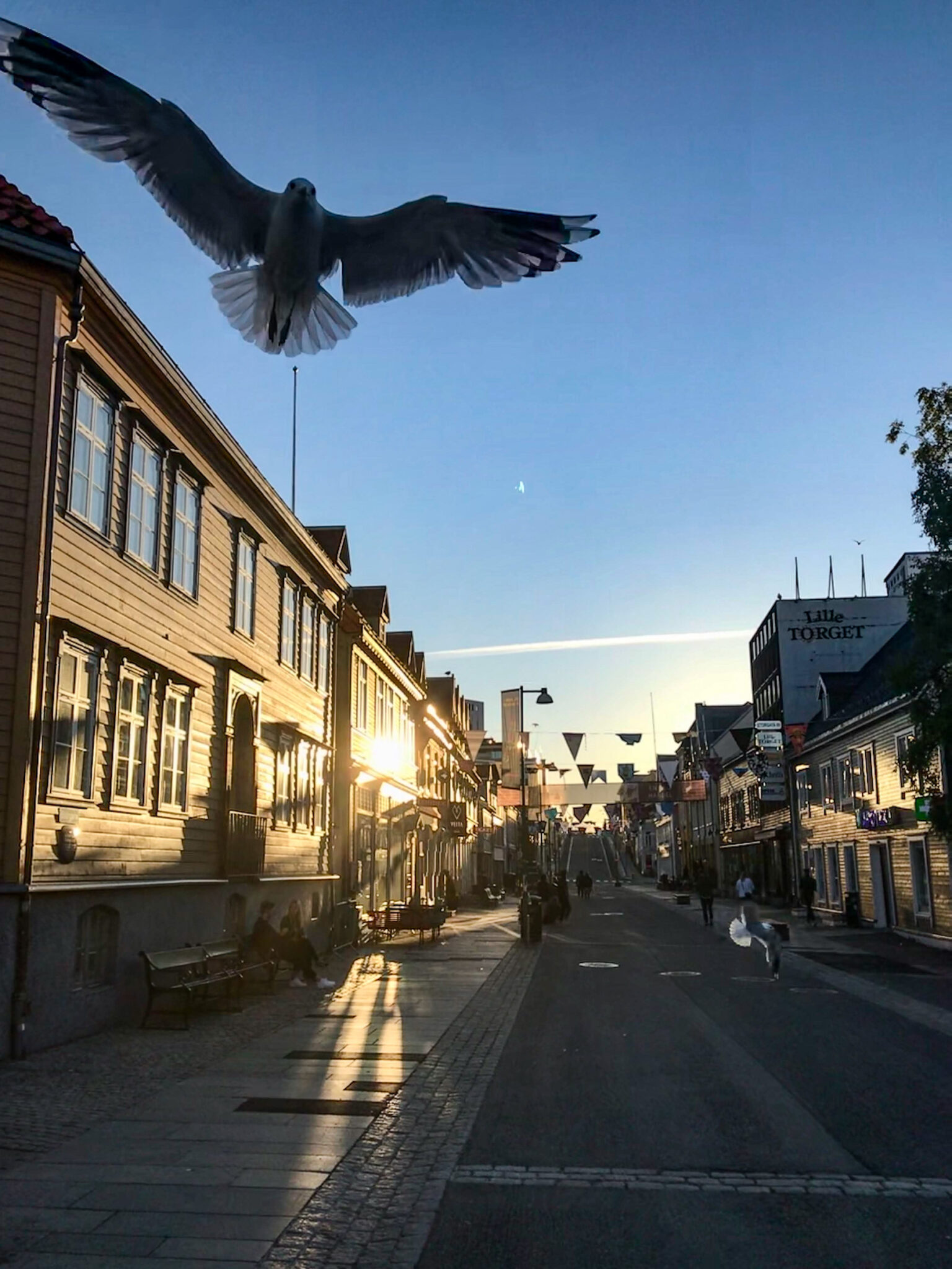 A European herring gull mistook the photographer’s camera for a hot dog and went on the attack. No tromsøites were harmed in the making of this image © Knut Hansvold / Arctic Norway