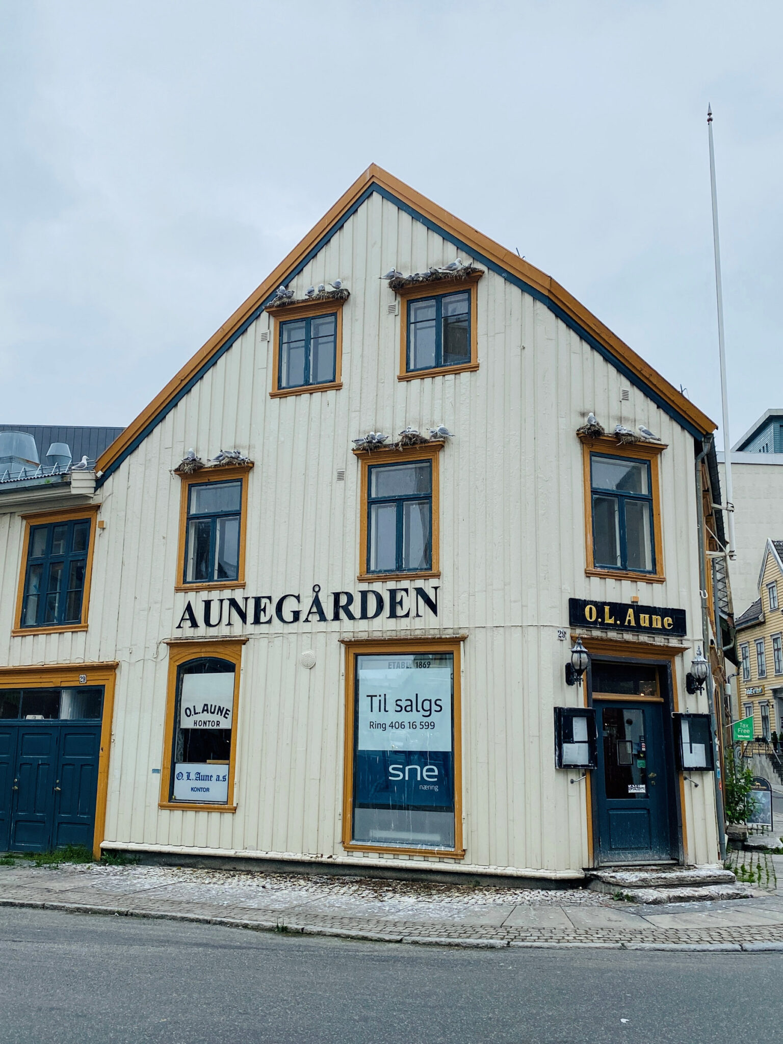One of Tromsø’s older houses, photographed in 2022. The window frames are crowded with black-legged kittiwake, as the ledges are just wide enough for nesting. Since then, metal caps have made them uninhabitable © Knut Hansvold / Arctic Norway