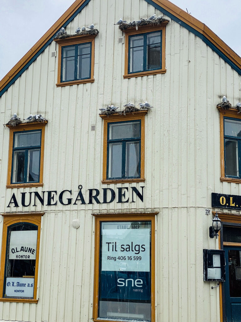 In 2022, this house was for rent – and at the same time home to nesting black-legged kittiwake. A quiet reminder of the challenges of sharing space in Tromsø’s city centre © Knut Hansvold / Arctic Norway