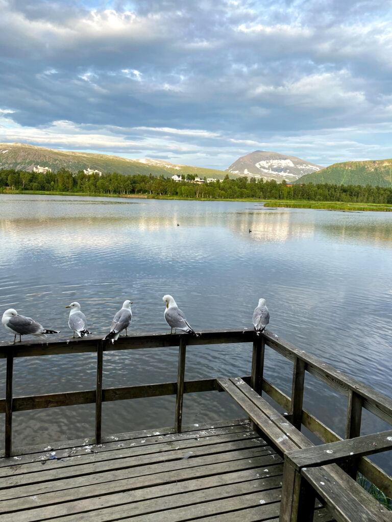 A Common gull by Prestvannet – a lake less than half an hour from Tromsø’s city centre, shared with herons, divers and various duck species © Knut Hansvold / Arctic Norway