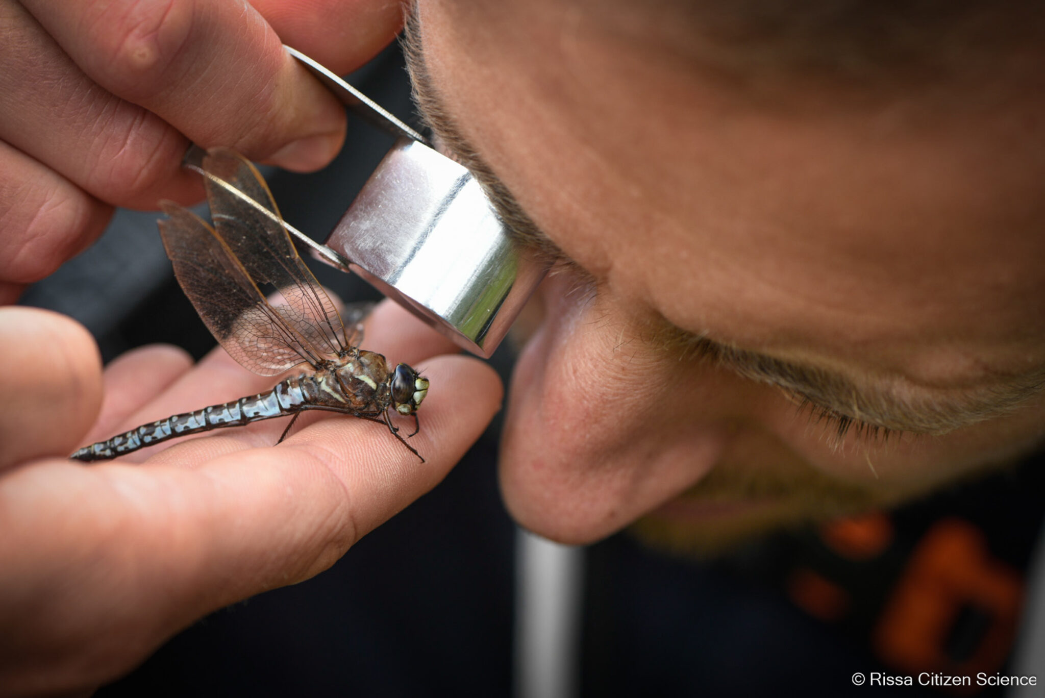 Insects—fewer of them than before © Rissa Citizen Science