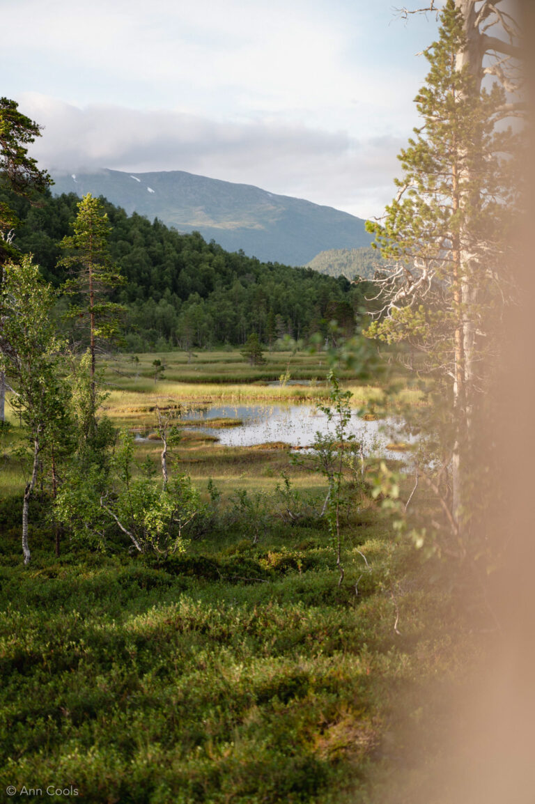 Peat bogs shape much of Senja’s inland landscape © Ann Cools