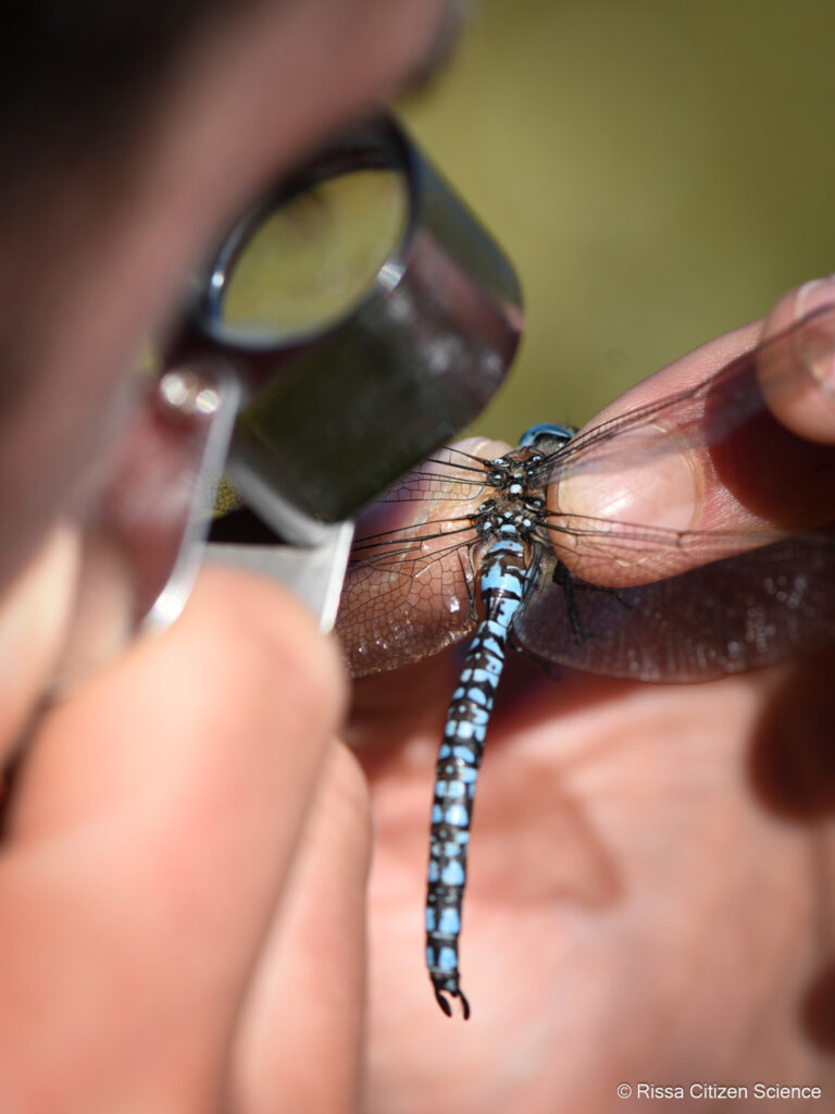A dragonfly under the magnifying glass © Rissa Citizen Science