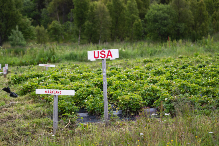 American students have left behind sweet memories © Marie Nystad Helgesen / Arctic Norway