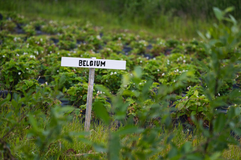 Belgian strawberries from the Arctic © Marie Nystad Helgesen / Arctic Norway