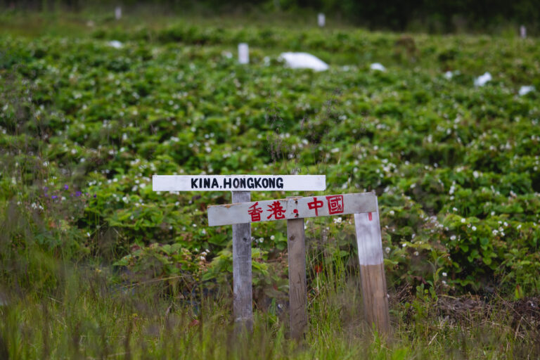 Students from Hong Kong established this berry field © Marie Nystad Helgesen / Arctic Norway