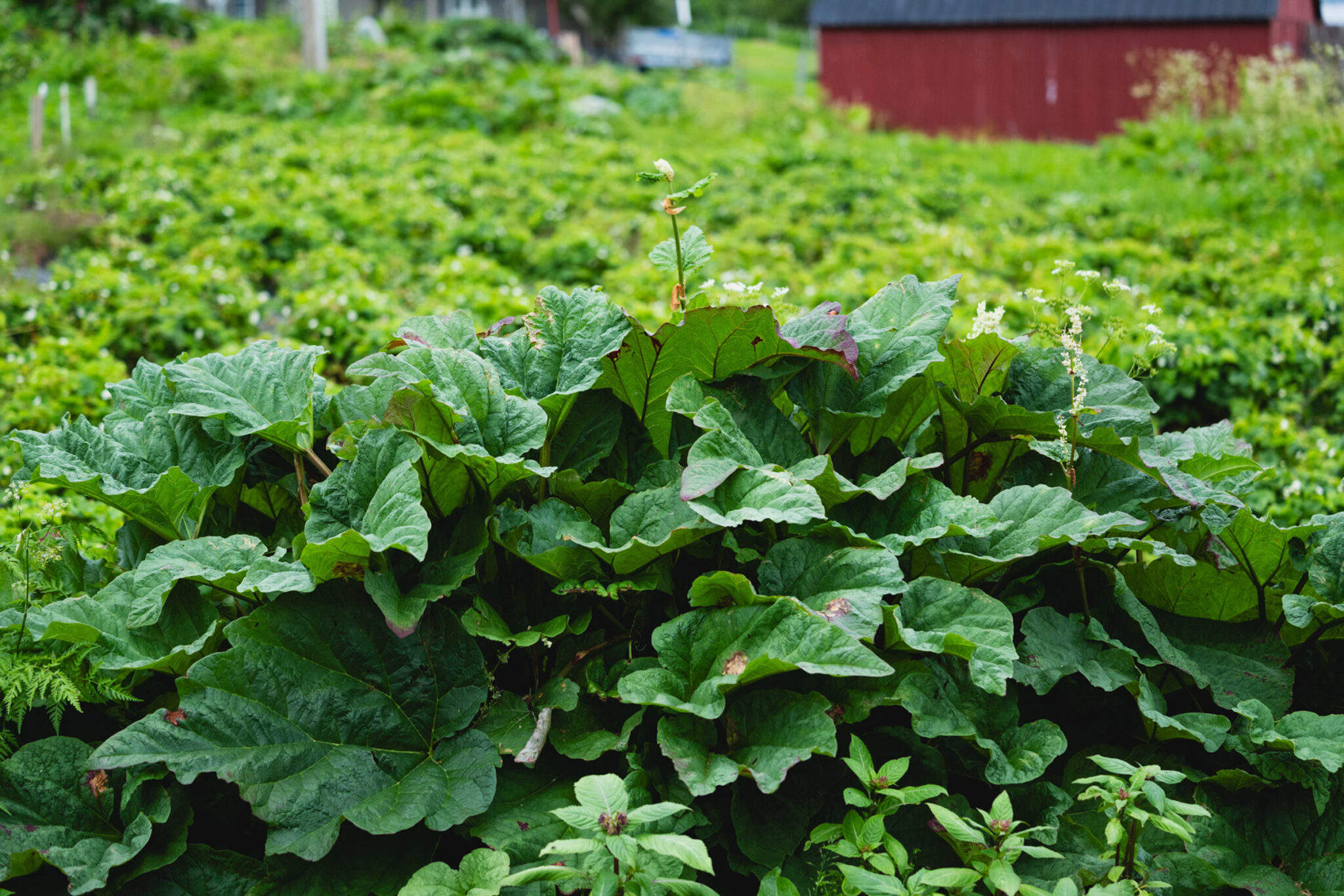 Lush greenery at Nordvoll Organic Farm – rhubarb and strawberries © Marie Nystad Helgesen / Arctic Norway