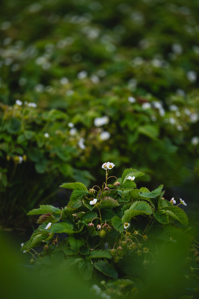 Ripening strawberries and new flowers. Strawberries are harvested until the first frost © Marie Nystad Helgesen / Arctic Norway